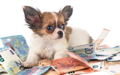 5 Tips to save up to 700 Euros with your pets at home